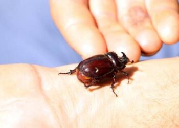 Tokat’ta gergedan böceği bulundu