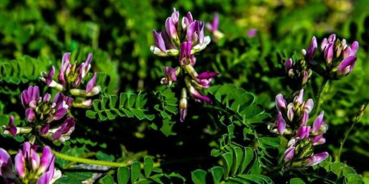 Dünyada sadece Bartın’da yetişiyor!