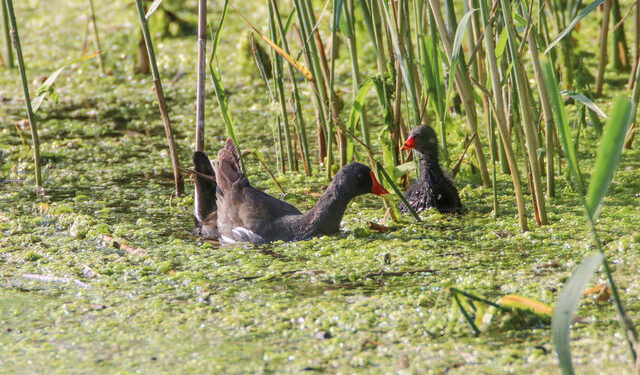 Burası da Doğu’nun kuş cenneti