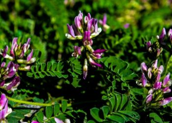 Bartın’da yeni bir bitki türü keşfedildi