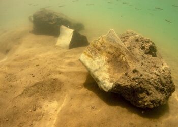 Dünyada ilk kez kara canlısının fosili Yamula Barajı’nda su altında bulundu