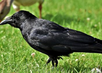 Karganın zekâsının sırrı ebeveyn ilgisi