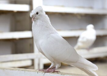 Bayburt güvercini için belgesel çekilecek