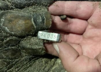 21 yıl sonra ilk! Yumurta bıraktılar