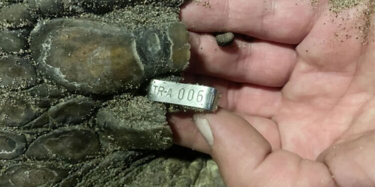 21 yıl sonra ilk! Yumurta bıraktılar