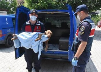 Jandarma zehirlenen yavru köpeği tedavi ettirip, sahip çıktı