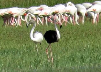 Kayseri’de siyah flamingo görüntülendi