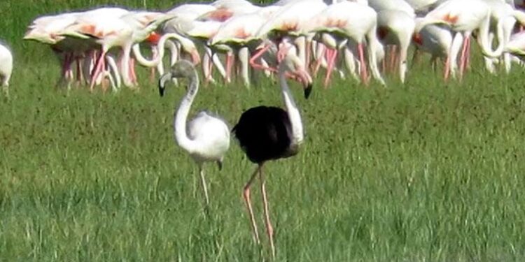 Kayseri’de siyah flamingo görüntülendi