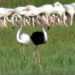 Kayseri’de siyah flamingo görüntülendi