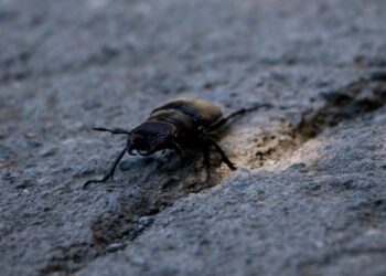Nadir görülen ‘geyik böceği’ Tokat’ta ortaya çıktı