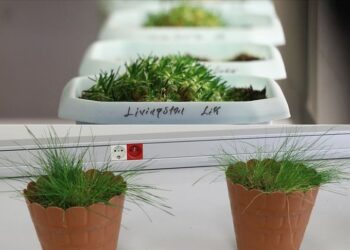 Antarktika’daki bitkilerin yakın zamanda yaşamaya başladığı belirlendi