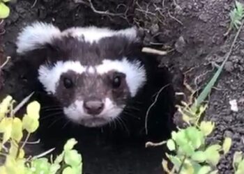 Kırmızı Liste’deydi! Ardahan’da görüntülendi