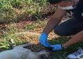 Polis memuru, baygınlık geçiren köpeğe elleriyle su içirdi