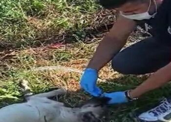 Polis memuru, baygınlık geçiren köpeğe elleriyle su içirdi