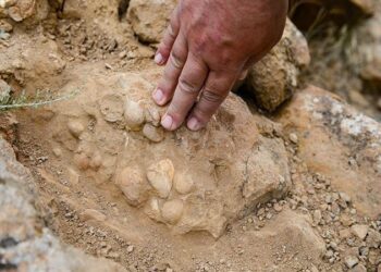 Iğdır’da bulunan bitki ve midye fosilleriyle ilgili bilimsel çalışma başlatıldı