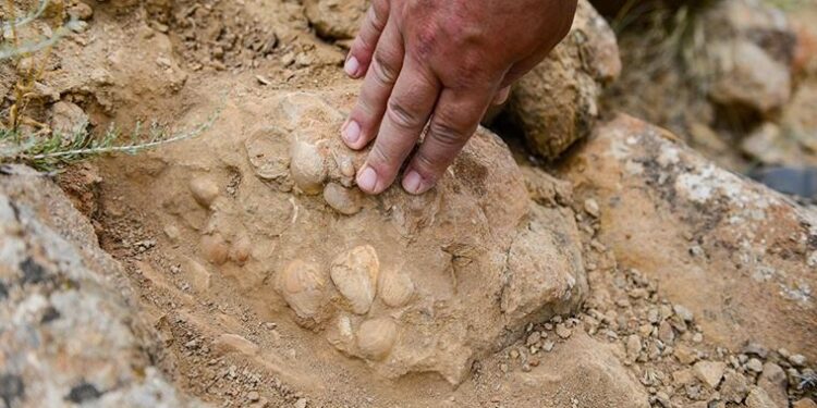 Iğdır’da bulunan bitki ve midye fosilleriyle ilgili bilimsel çalışma başlatıldı
