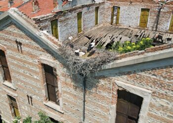 Tarihi koza fabrikası leyleklere yuva oldu