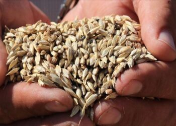 10 bin yıllık “Hitit buğdayı’na tescil