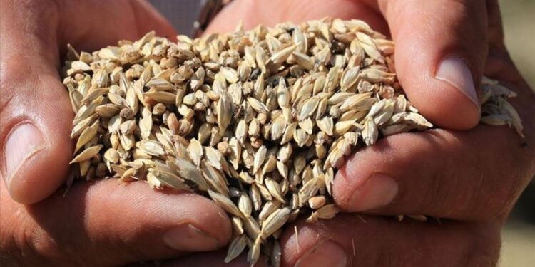 10 bin yıllık “Hitit buğdayı’na tescil