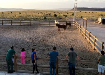 Adalar’ın atları Kapadokya’da rehabilite ediliyor
