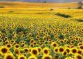 Fotoğraf tutkunlarını ağırlıyor