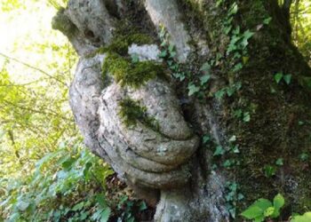 Gövdesiyle şaşırtan ağacın koruma altına alınmasını istedi