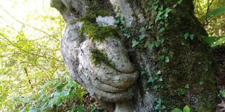 Gövdesiyle şaşırtan ağacın koruma altına alınmasını istedi