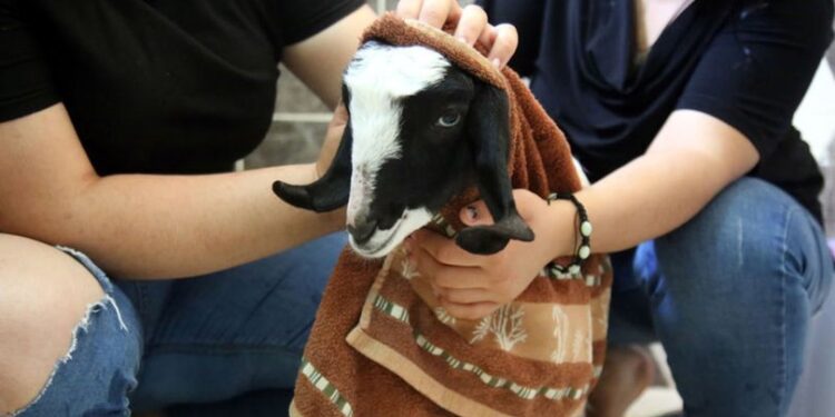 Annesiz kalan ‘Rıfkı’ya evlatları gibi bakıyorlar