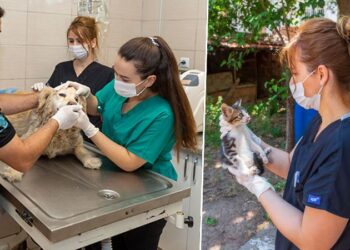 İzmir’de 1 yılda 11 bin 500 sokak hayvanı tedavi edildi