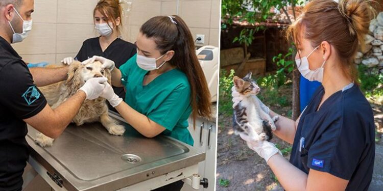 İzmir’de 1 yılda 11 bin 500 sokak hayvanı tedavi edildi