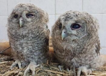 Tunceli’de 2 yavru alaca baykuş doğal ortamına bırakıldı
