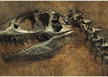 Madagaskar’da dinozorların atası olduğu düşünülen minyatür bir dinozor bulundu