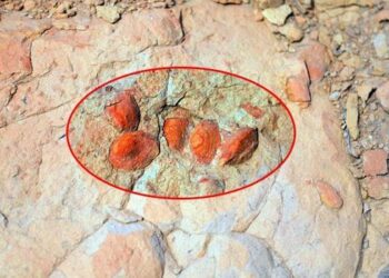 Iğdır’da dikkat çeken bir gelişme daha! Kayaların içinde buldu…