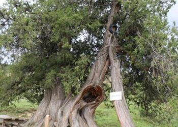 Köydeki 904 yıllık ardıç ağaçları zamana meydan okuyor