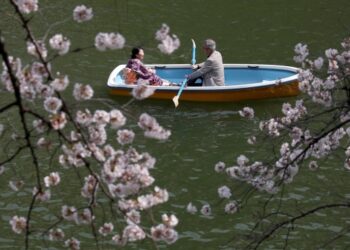 Japonya’yı lila rengiyle süsleyen “sakura şöleni” başladı