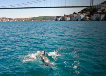 İstanbul Boğazı’nda yunuslar görüntülendi