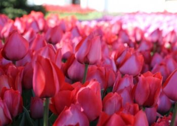 Türklerin dünyaya hediye ettiği hazine: Lale