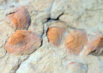 Iğdır’da midye fosiline rastlandı