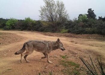 Yalova’da yaban hayat fotokapanlarla görüntülendi