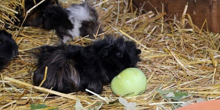 Emekli astsubay hayalini böyle gerçekleştirdi