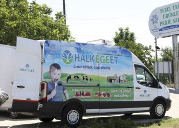 Aydın’da hasat zamanı: Ata tohumlarıyla üretildi, aracısız vatandaşa ulaşıyor!