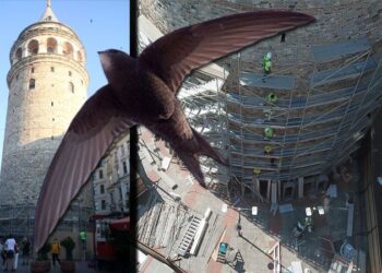 Tepkilerin ardından Bakanlık, Galata’daki restorasyonu durdurdu