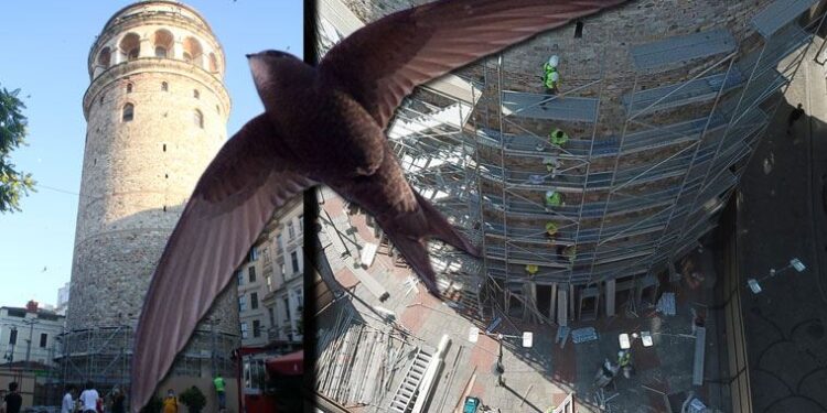 Tepkilerin ardından Bakanlık, Galata’daki restorasyonu durdurdu