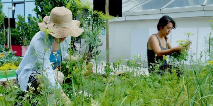 Tarımı terasa taşıdı