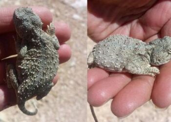 Bozkır keleri bu kez Hozat’ta görüldü