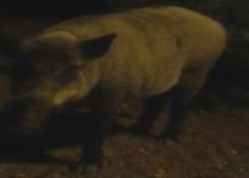 Marmaris’te şehre inen domuzları elleri ile beslediler