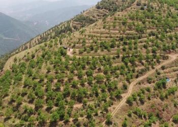 Köyler gelir getirici ağaç modeliyle kalkınıyor