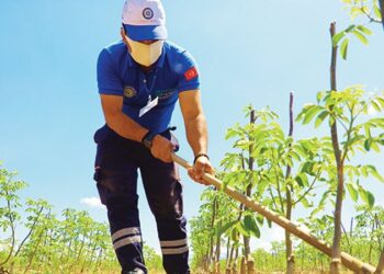 Gürün’den çiftçilere ceviz fidanı desteği