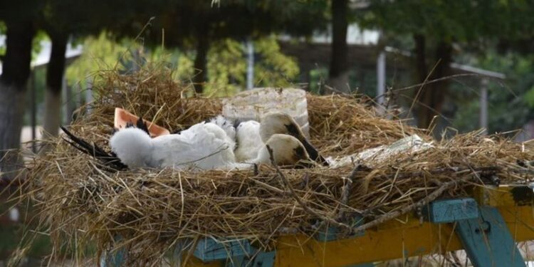 Yuvadan düşen leylekler korumaya alındı