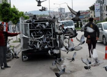 Posta güvercinleri birincilik için havalandı